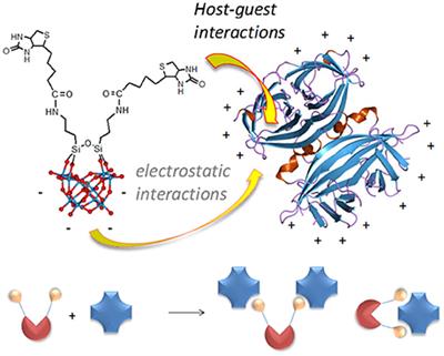 Selective Targeting of Proteins by Hybrid Polyoxometalates: Interaction Between a Bis-Biotinylated Hybrid Conjugate and Avidin